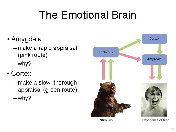 The Emotional Brain • Amygdala – make a rapid appraisal (pink route) – why?
