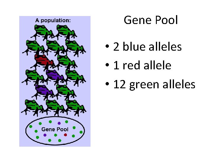 Gene Pool • 2 blue alleles • 1 red allele • 12 green alleles