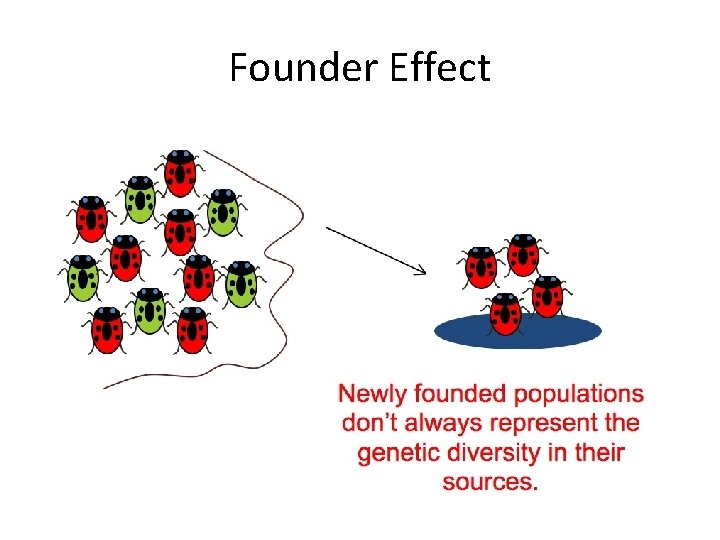 Founder Effect 