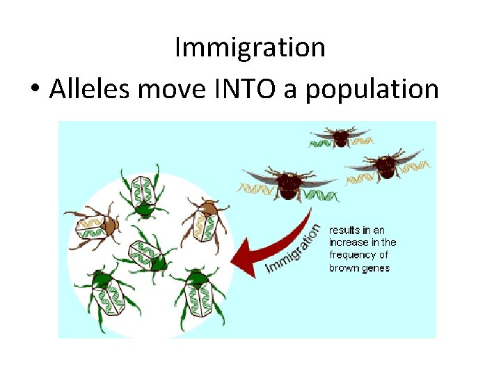 Immigration • Alleles move INTO a population 