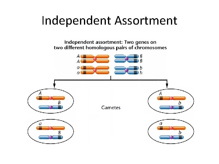 Independent Assortment 