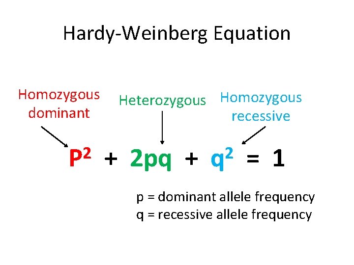 Hardy-Weinberg Equation Homozygous Heterozygous Homozygous dominant recessive 2 P + 2 pq + 2