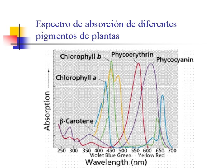 Espectro de absorción de diferentes pigmentos de plantas Espectro de absorción de diferentes pigmentos de plantas