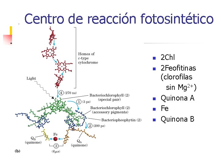 Centro de reacción fotosintético n n n 2 Chl 2 Feofitinas (clorofilas sin Mg Centro de reacción fotosintético n n n 2 Chl 2 Feofitinas (clorofilas sin Mg