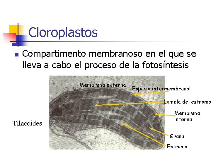 Cloroplastos n Compartimento membranoso en el que se lleva a cabo el proceso de Cloroplastos n Compartimento membranoso en el que se lleva a cabo el proceso de