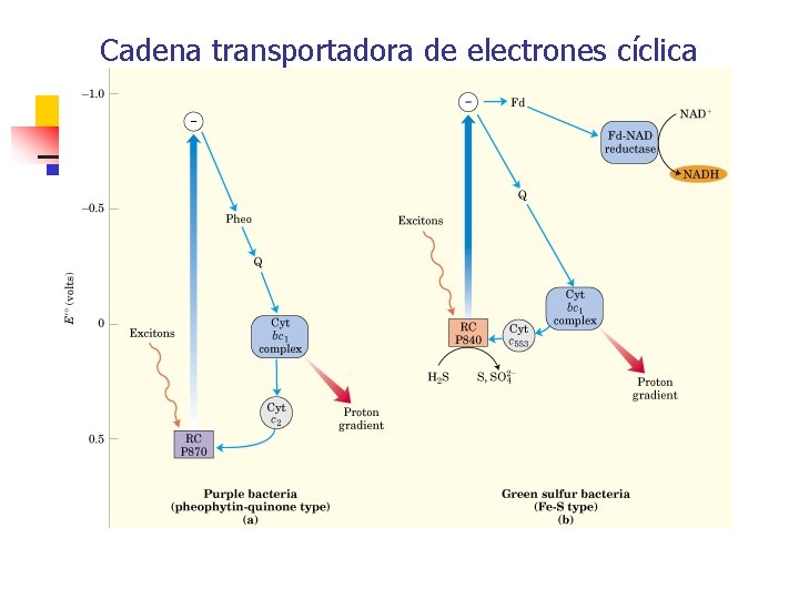 Cadena transportadora de electrones cíclica Cadena transportadora de electrones cíclica