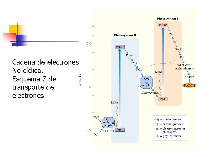 Cadena de electrones No cíclica. Esquema Z de transporte de electrones Cadena de electrones No cíclica. Esquema Z de transporte de electrones