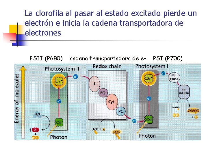 La clorofila al pasar al estado excitado pierde un electrón e inicia la cadena La clorofila al pasar al estado excitado pierde un electrón e inicia la cadena