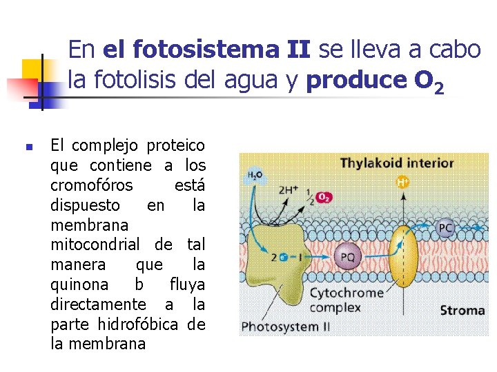 En el fotosistema II se lleva a cabo la fotolisis del agua y produce En el fotosistema II se lleva a cabo la fotolisis del agua y produce