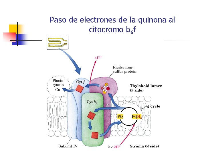 Paso de electrones de la quinona al citocromo b 6 f Paso de electrones de la quinona al citocromo b 6 f