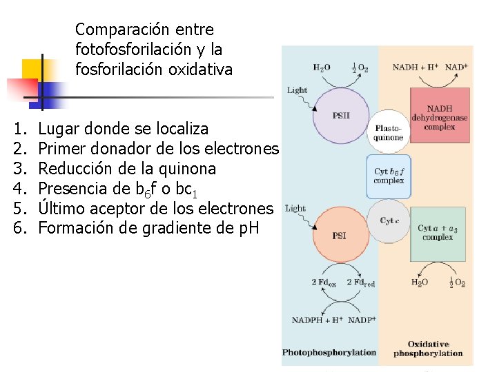 Comparación entre fotofosforilación y la fosforilación oxidativa 1. 2. 3. 4. 5. 6. Lugar Comparación entre fotofosforilación y la fosforilación oxidativa 1. 2. 3. 4. 5. 6. Lugar