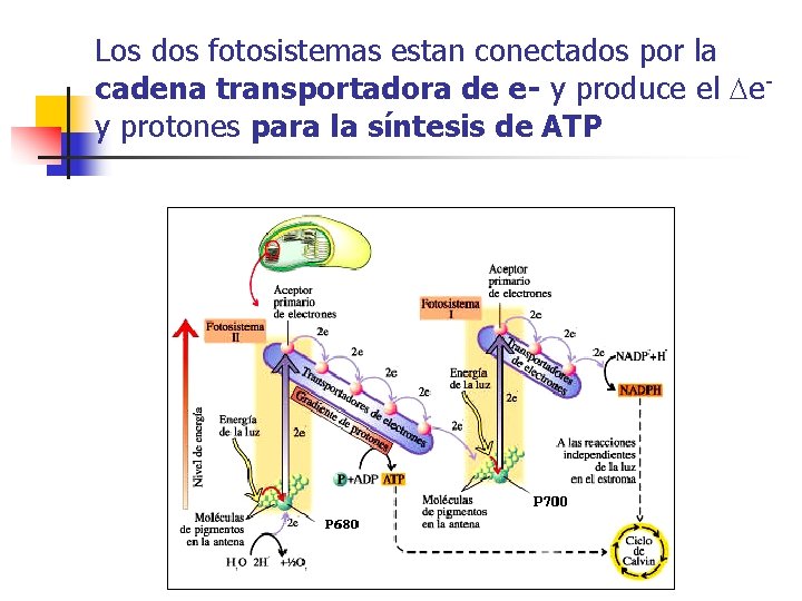 Los dos fotosistemas estan conectados por la cadena transportadora de e- y produce el Los dos fotosistemas estan conectados por la cadena transportadora de e- y produce el