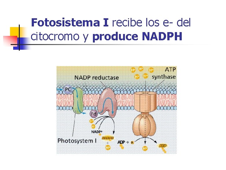 Fotosistema I recibe los e- del citocromo y produce NADPH Fotosistema I recibe los e- del citocromo y produce NADPH