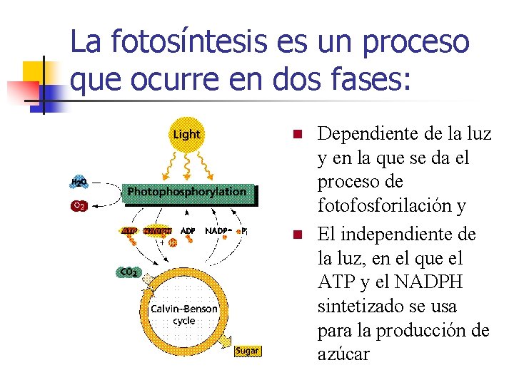 La fotosíntesis es un proceso que ocurre en dos fases: n n Dependiente de La fotosíntesis es un proceso que ocurre en dos fases: n n Dependiente de