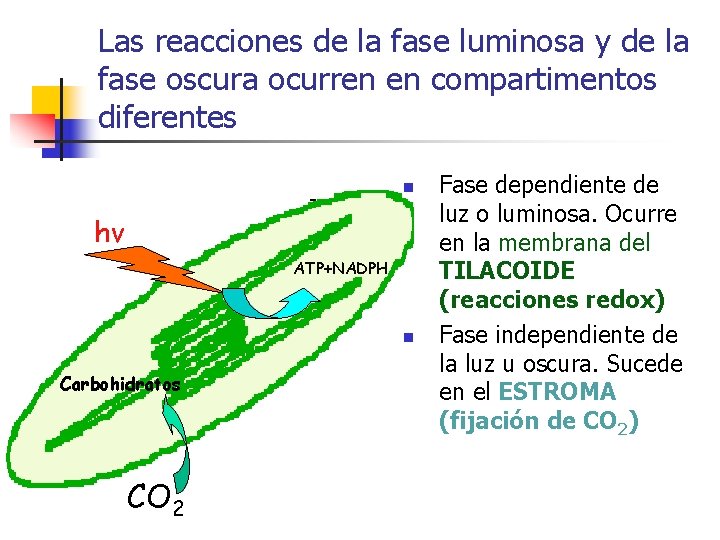Las reacciones de la fase luminosa y de la fase oscura ocurren en compartimentos Las reacciones de la fase luminosa y de la fase oscura ocurren en compartimentos