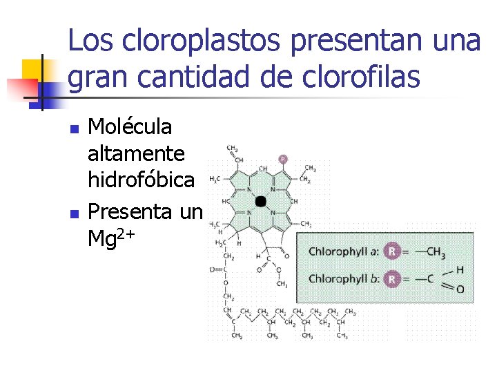 Los cloroplastos presentan una gran cantidad de clorofilas n n Molécula altamente hidrofóbica Presenta Los cloroplastos presentan una gran cantidad de clorofilas n n Molécula altamente hidrofóbica Presenta