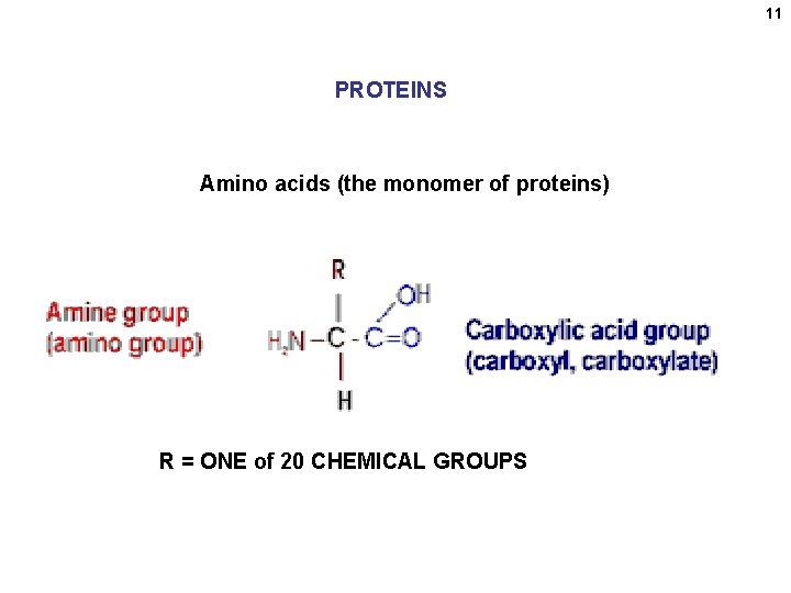 11 PROTEINS Amino acids (the monomer of proteins) R = ONE of 20 CHEMICAL 11 PROTEINS Amino acids (the monomer of proteins) R = ONE of 20 CHEMICAL