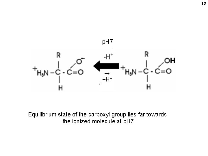 13 p. H 7 +H+ Equilibrium state of the carboxyl group lies far towards 13 p. H 7 +H+ Equilibrium state of the carboxyl group lies far towards
