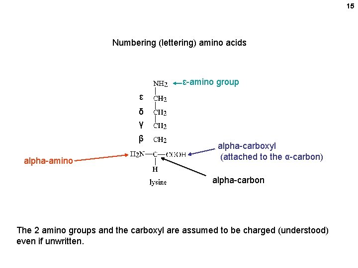 15 Numbering (lettering) amino acids ε-amino group ε δ γ β alpha-amino alpha-carboxyl (attached 15 Numbering (lettering) amino acids ε-amino group ε δ γ β alpha-amino alpha-carboxyl (attached