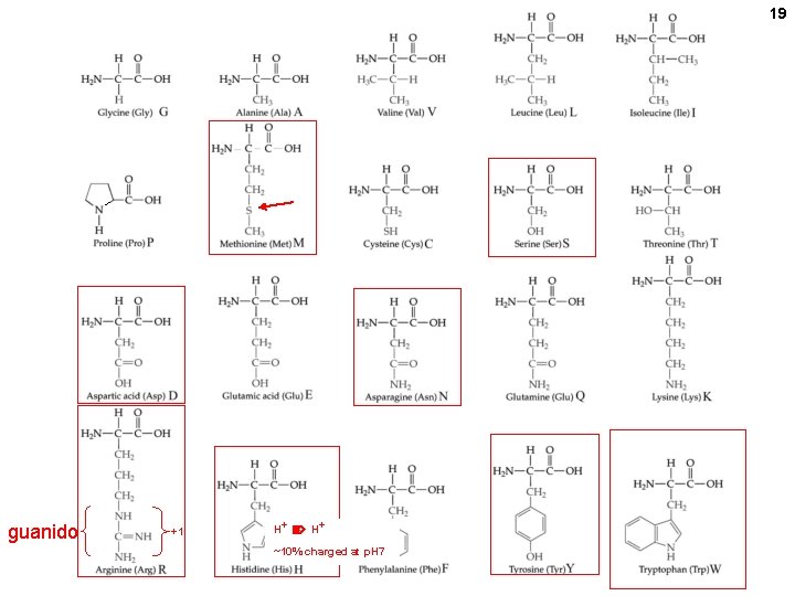 19 guanido +1 H+ ~10% charged at p. H 7 19 guanido +1 H+ ~10% charged at p. H 7