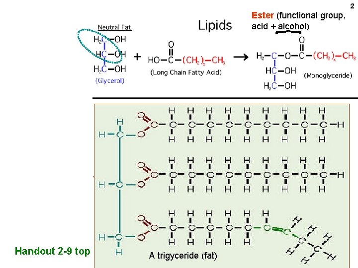 2 Ester (functional group, acid + alcohol) Handout 2 -9 top A trigyceride (fat) 2 Ester (functional group, acid + alcohol) Handout 2 -9 top A trigyceride (fat)