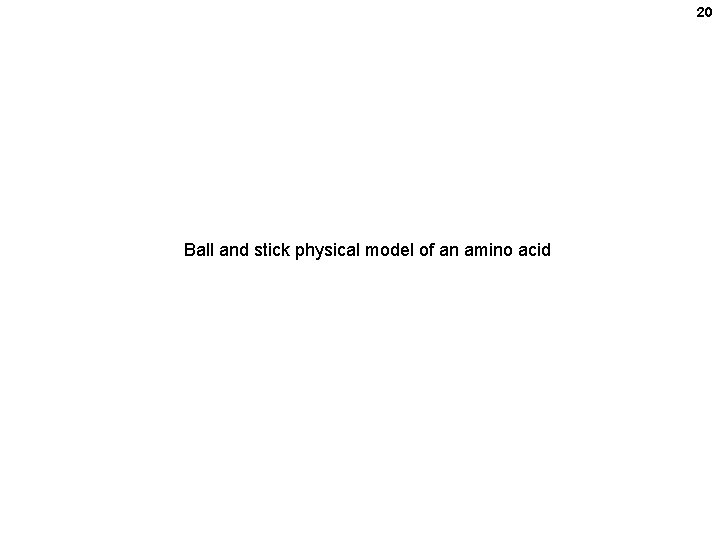20 Ball and stick physical model of an amino acid 20 Ball and stick physical model of an amino acid