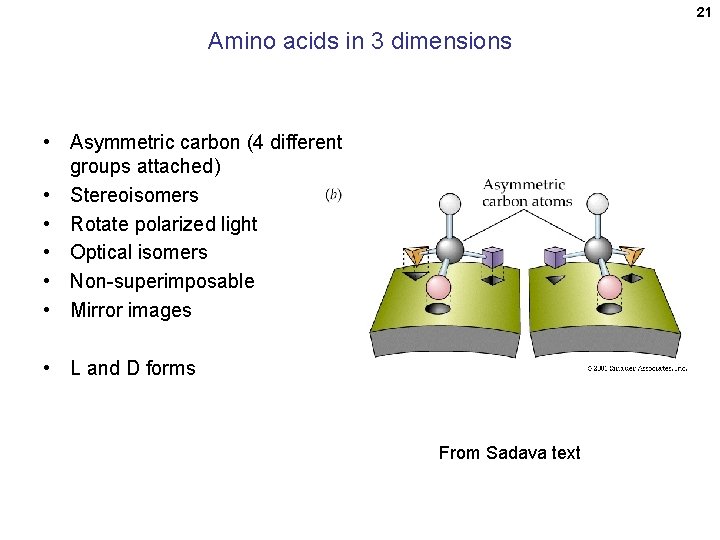 21 Amino acids in 3 dimensions • Asymmetric carbon (4 different groups attached) • 21 Amino acids in 3 dimensions • Asymmetric carbon (4 different groups attached) •