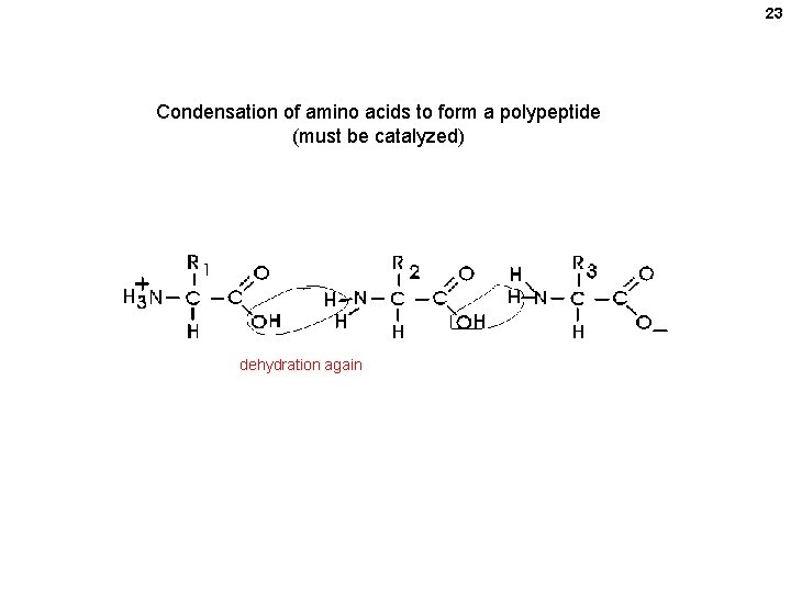 23 Condensation of amino acids to form a polypeptide (must be catalyzed) dehydration again 23 Condensation of amino acids to form a polypeptide (must be catalyzed) dehydration again