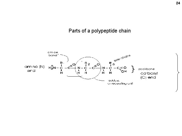 24 Parts of a polypeptide chain 24 Parts of a polypeptide chain