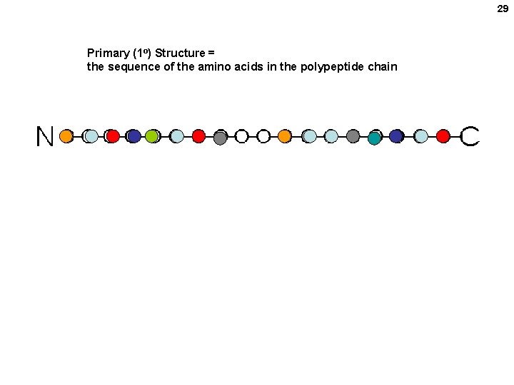 29 Primary (1 o) Structure = the sequence of the amino acids in the 29 Primary (1 o) Structure = the sequence of the amino acids in the