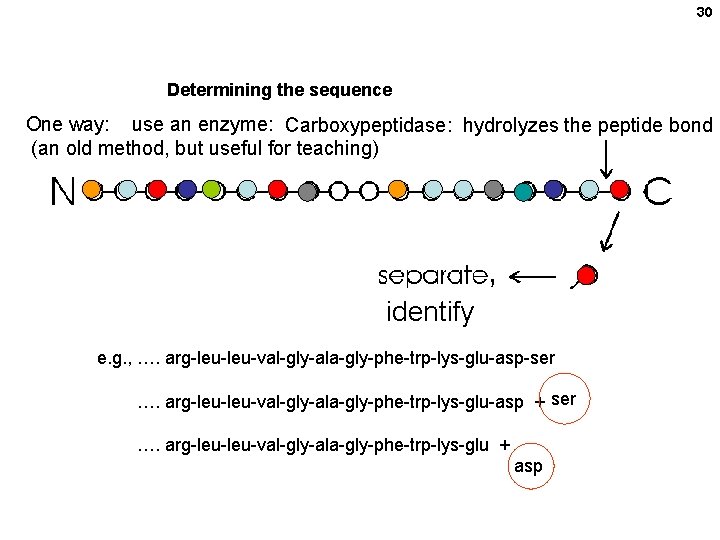30 Determining the sequence One way: use an enzyme: Carboxypeptidase: hydrolyzes the peptide bond 30 Determining the sequence One way: use an enzyme: Carboxypeptidase: hydrolyzes the peptide bond