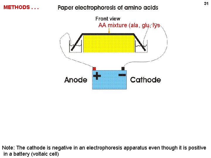 31 METHODS. . . AA mixture (ala, glu, lys Anode (-) (+) Cathode Note: 31 METHODS. . . AA mixture (ala, glu, lys Anode (-) (+) Cathode Note: