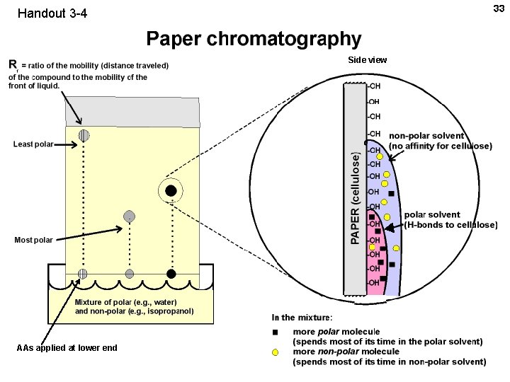 33 Handout 3 -4 Side view AAs applied at lower end 33 Handout 3 -4 Side view AAs applied at lower end