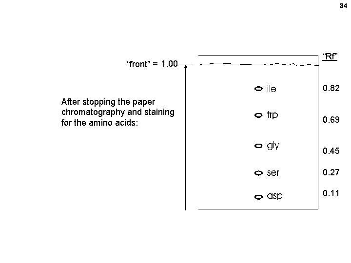 34 “front” = 1. 00 “Rf” 0. 82 After stopping the paper chromatography and 34 “front” = 1. 00 “Rf” 0. 82 After stopping the paper chromatography and