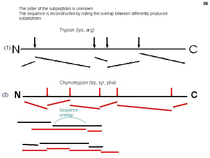 36 The order of the subpeptides is unknown. The sequence is reconstructed by noting 36 The order of the subpeptides is unknown. The sequence is reconstructed by noting