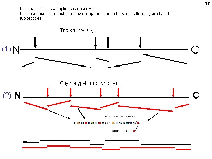 37 The order of the subpeptides is unknown. The sequence is reconstructed by noting 37 The order of the subpeptides is unknown. The sequence is reconstructed by noting