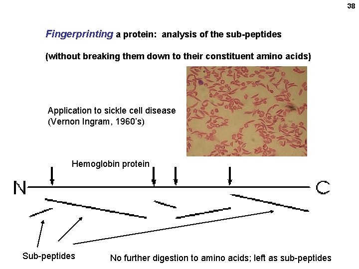 38 Fingerprinting a protein: analysis of the sub-peptides (without breaking them down to their 38 Fingerprinting a protein: analysis of the sub-peptides (without breaking them down to their