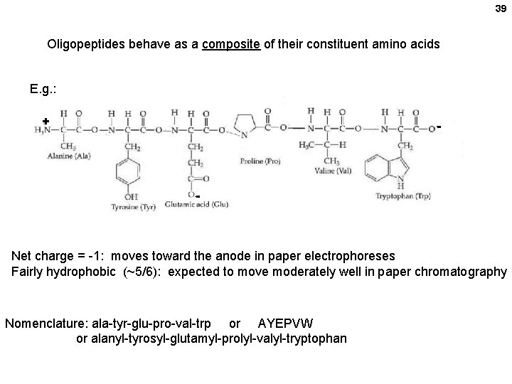 39 Oligopeptides behave as a composite of their constituent amino acids E. g. : 39 Oligopeptides behave as a composite of their constituent amino acids E. g. :