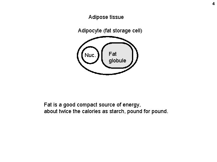 4 Adipose tissue Adipocyte (fat storage cell) Nuc. Fat globule Fat is a good 4 Adipose tissue Adipocyte (fat storage cell) Nuc. Fat globule Fat is a good