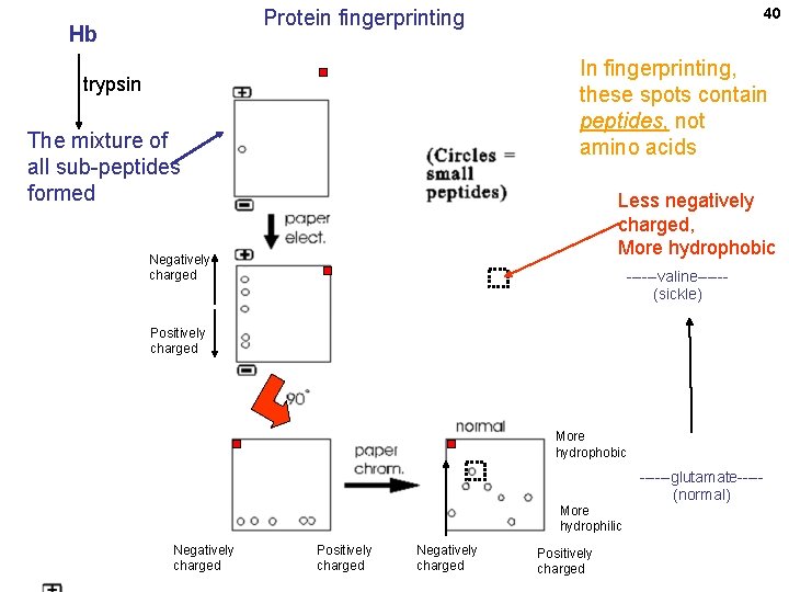 40 Protein fingerprinting Hb In fingerprinting, these spots contain peptides, not amino acids trypsin 40 Protein fingerprinting Hb In fingerprinting, these spots contain peptides, not amino acids trypsin