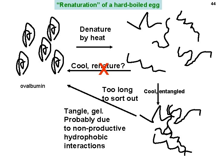 “Renaturation” of a hard-boiled egg Denature by heat X Cool, renature? ovalbumin Too long “Renaturation” of a hard-boiled egg Denature by heat X Cool, renature? ovalbumin Too long