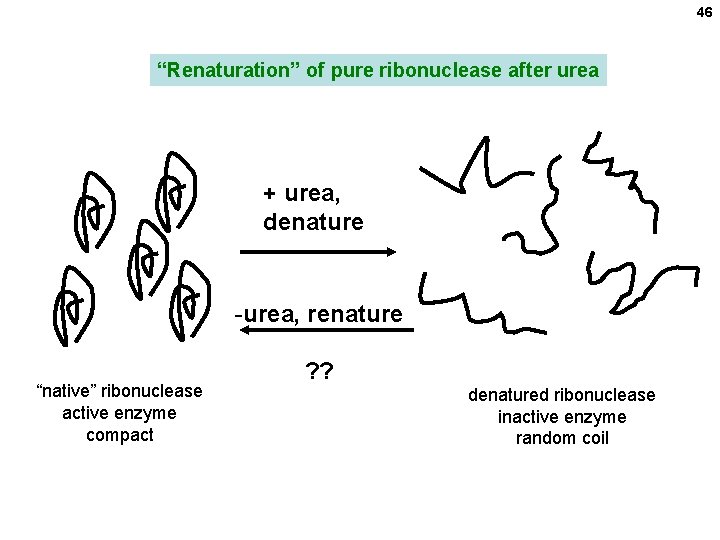46 “Renaturation” of pure ribonuclease after urea + urea, denature -urea, renature “native” ribonuclease 46 “Renaturation” of pure ribonuclease after urea + urea, denature -urea, renature “native” ribonuclease