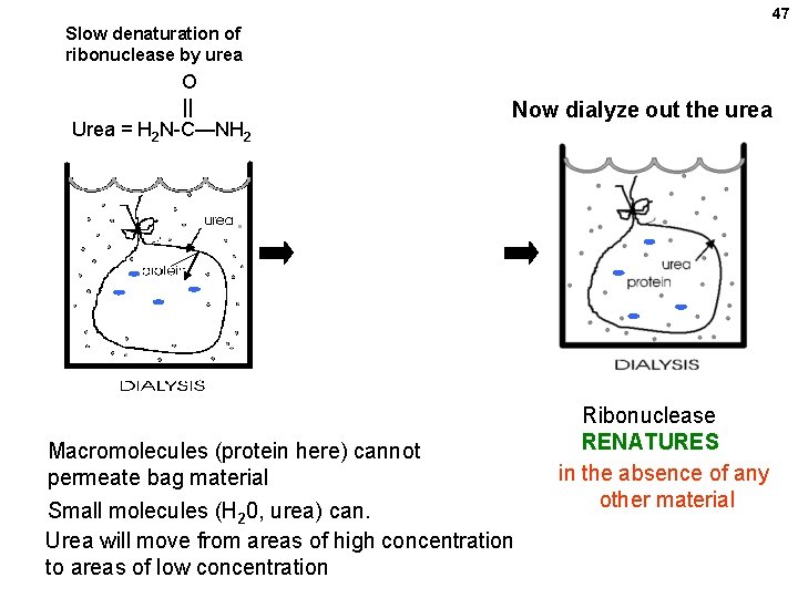 47 Slow denaturation of ribonuclease by urea O || Urea = H 2 N-C—NH 47 Slow denaturation of ribonuclease by urea O || Urea = H 2 N-C—NH