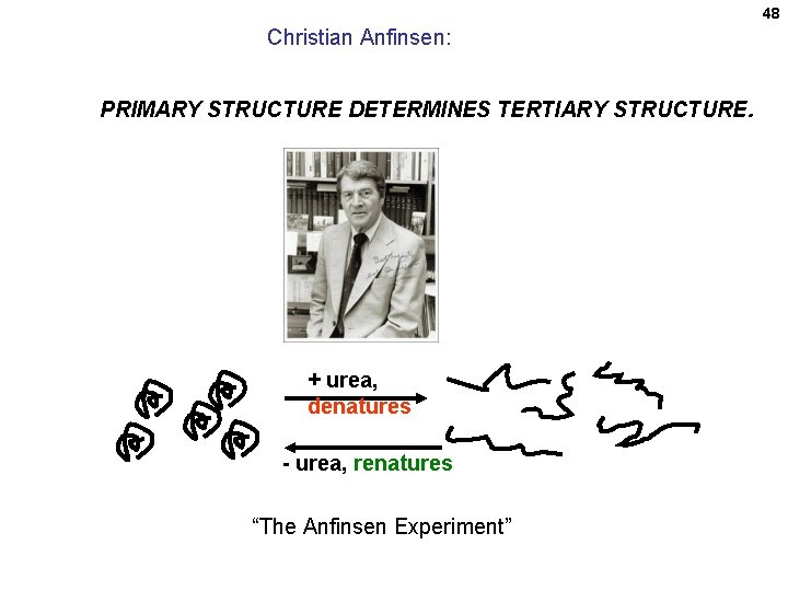 48 Christian Anfinsen: PRIMARY STRUCTURE DETERMINES TERTIARY STRUCTURE. + urea, denatures - urea, renatures 48 Christian Anfinsen: PRIMARY STRUCTURE DETERMINES TERTIARY STRUCTURE. + urea, denatures - urea, renatures