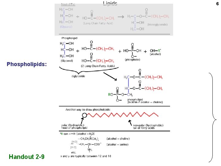 6 Phospholipids: [HO] Handout 2 -9 