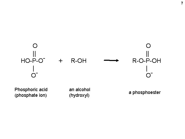 7 O || HO-P-O| OPhosphoric acid (phosphate ion) + R-OH an alcohol (hydroxyl) O 7 O || HO-P-O| OPhosphoric acid (phosphate ion) + R-OH an alcohol (hydroxyl) O