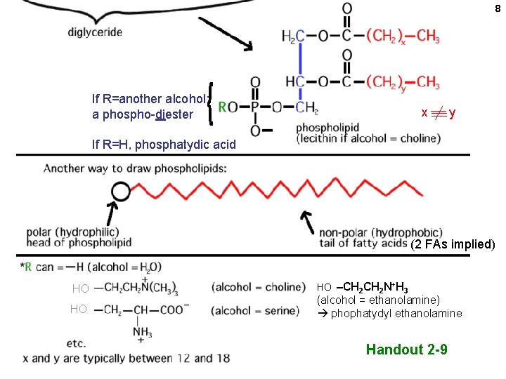 8 If R=another alcohol: a phospho-diester x y If R=H, phosphatydic acid (2 FAs 8 If R=another alcohol: a phospho-diester x y If R=H, phosphatydic acid (2 FAs