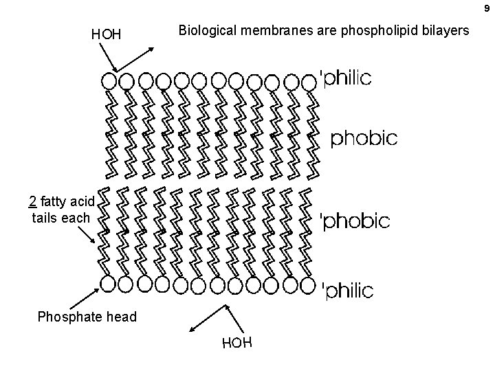 9 HOH Biological membranes are phospholipid bilayers 2 fatty acid tails each Phosphate head 9 HOH Biological membranes are phospholipid bilayers 2 fatty acid tails each Phosphate head