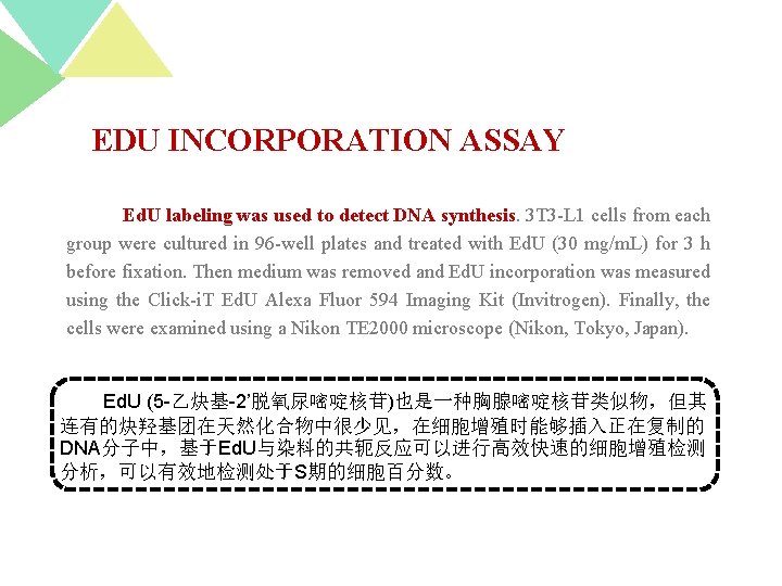 EDU INCORPORATION ASSAY Ed. U labeling was used to detect DNA synthesis. 3 T
