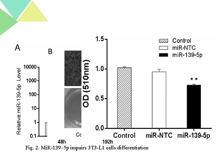 Fig. 2. Mi. R-139– 5 p impairs 3 T 3 -L 1 cells differentiation